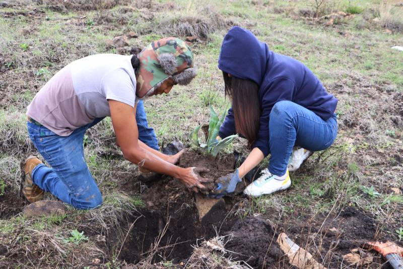 Reforestan área natural protegida Cerro Grande en Tula